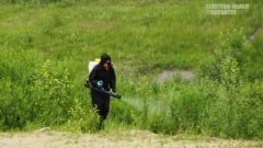 В Череповце продолжается второй этап обработки территорий от клещей