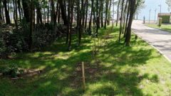 На Октябрьской набережной заменят погибшие сосны по гарантии