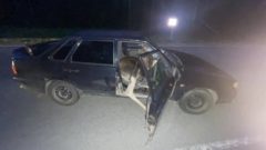 Лось погиб сразу