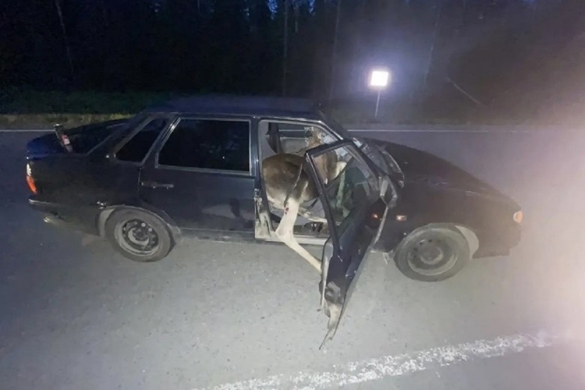 Лось погиб сразу