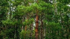 Люди в лесах пропадают нередко. На поиски порой уходят недели