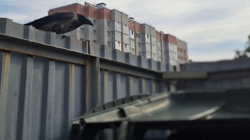 Закрытые контейнеры или мусор рядом: в Череповце ищут выход