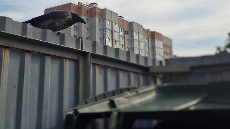 Закрытые контейнеры или мусор рядом: в Череповце ищут выход