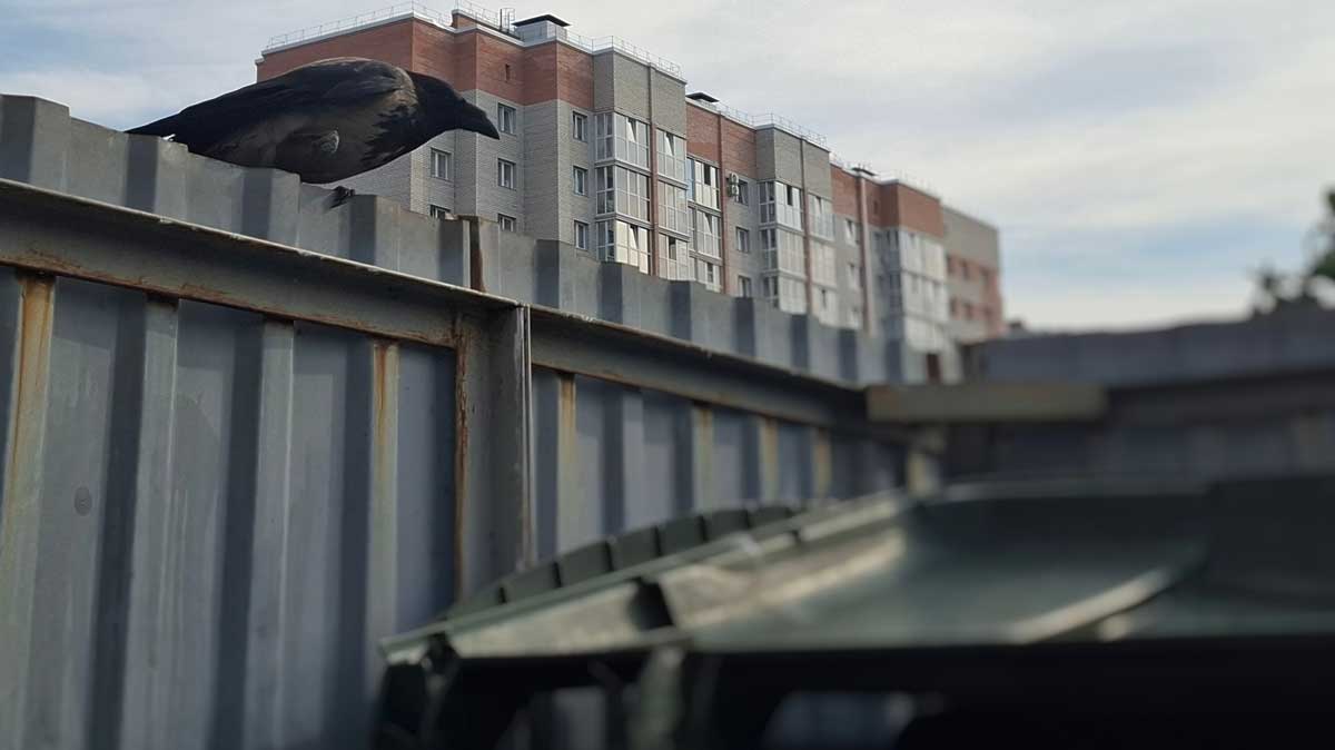 Закрытые контейнеры или мусор рядом: в Череповце ищут выход