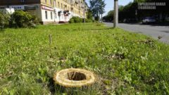 Спиленные на Ленина тополя заменят 58 липами после обследования