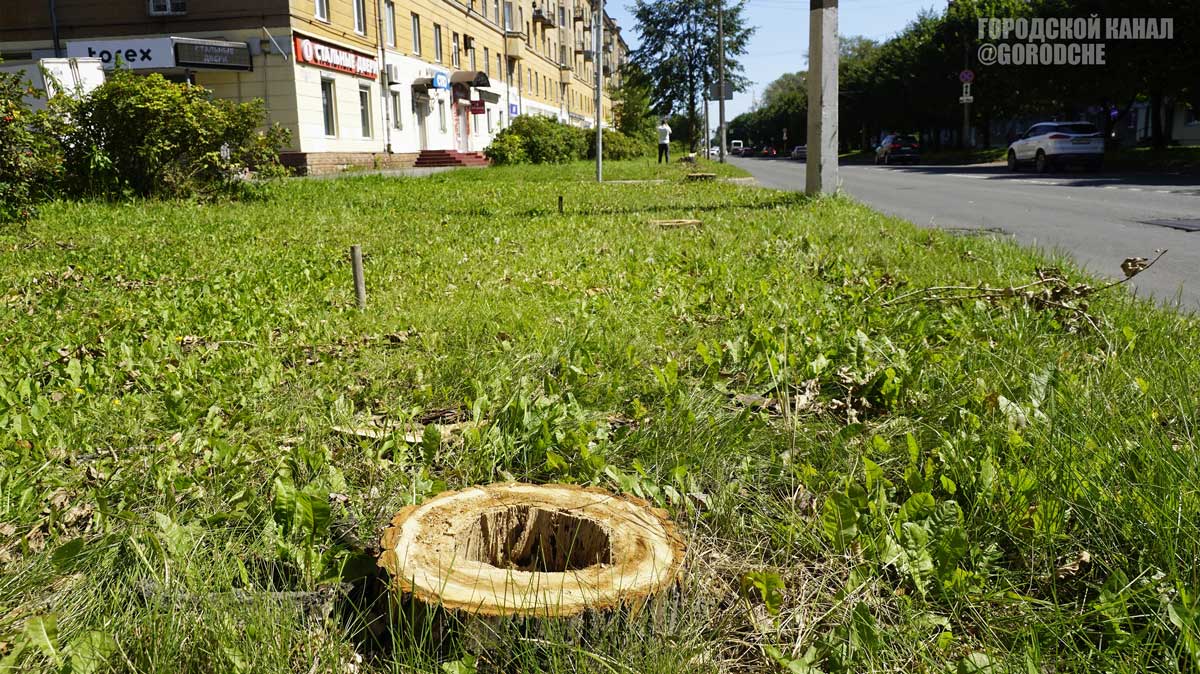 Спиленные на Ленина тополя заменят 58 липами после обследования