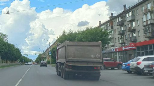 На улице Ленина заменят аварийные тополя новыми липами