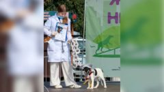 В Череповце прошел фестиваль в поддержку животных