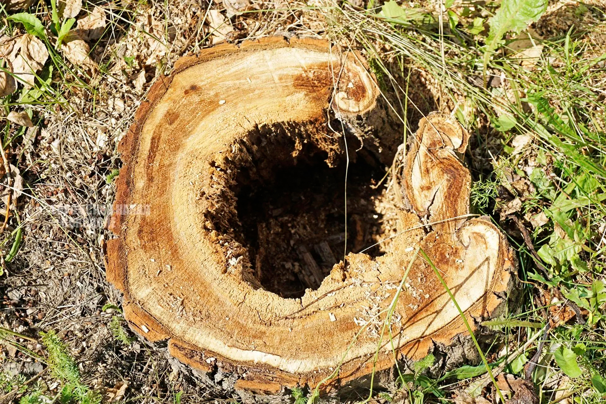 Комсомольский-парк3