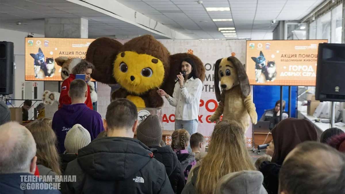 Череповчан призвали помочь приютам для бездомных животных