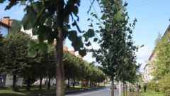 На улице Ленина в Череповце высадили 58 новых лип