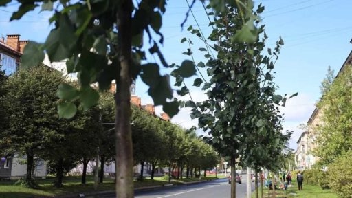 На улице Ленина в Череповце высадили 58 новых лип