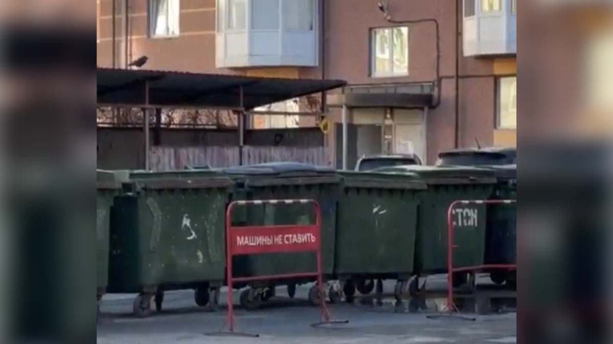 Полчища крыс оккупировали двор у «Изумруда» в Череповце
