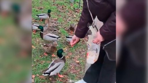 В Череповце насчитали более 600 зимующих уток